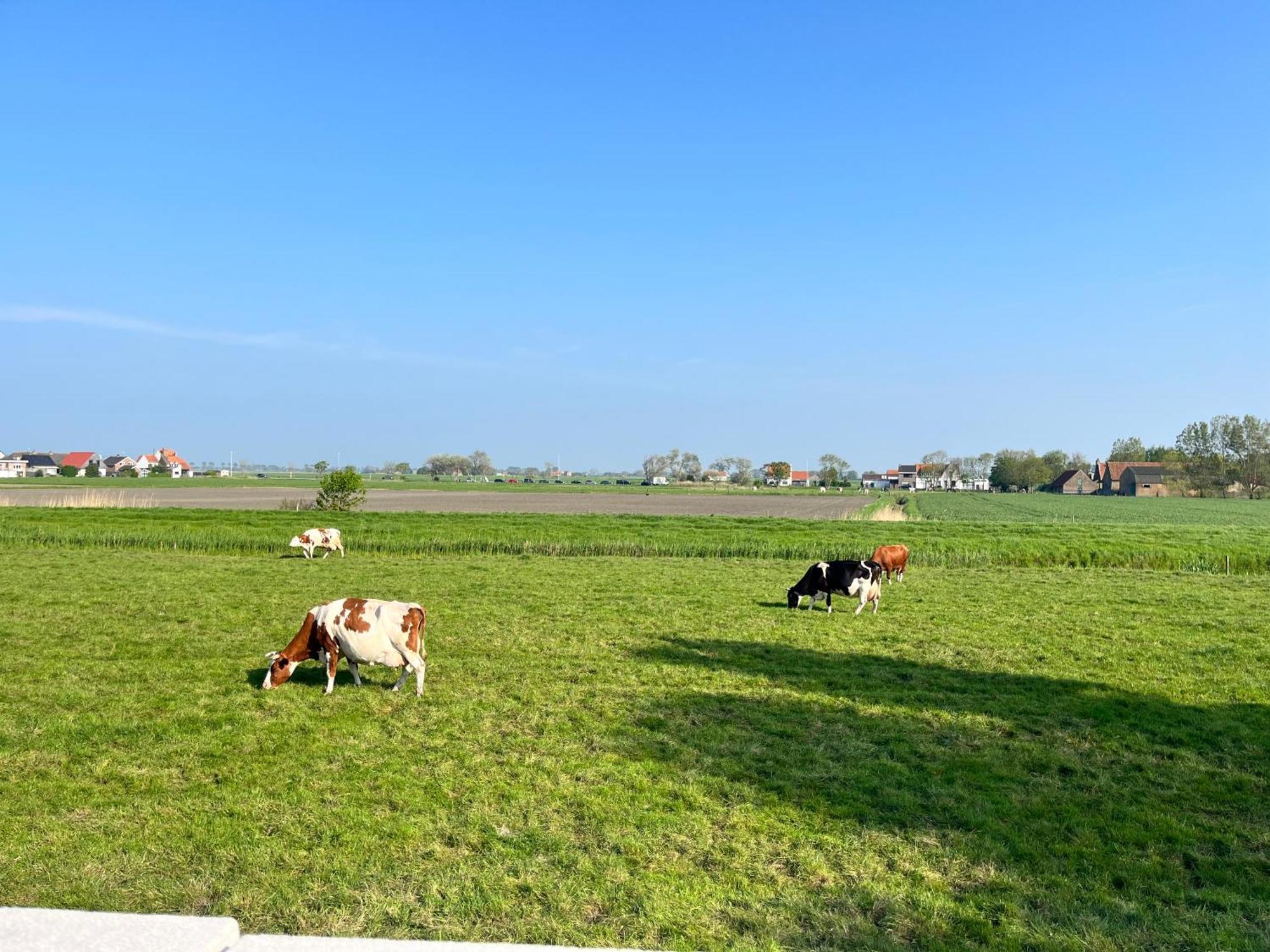 Beach Bungalow Green Villa Middelkerke Kültér fotó